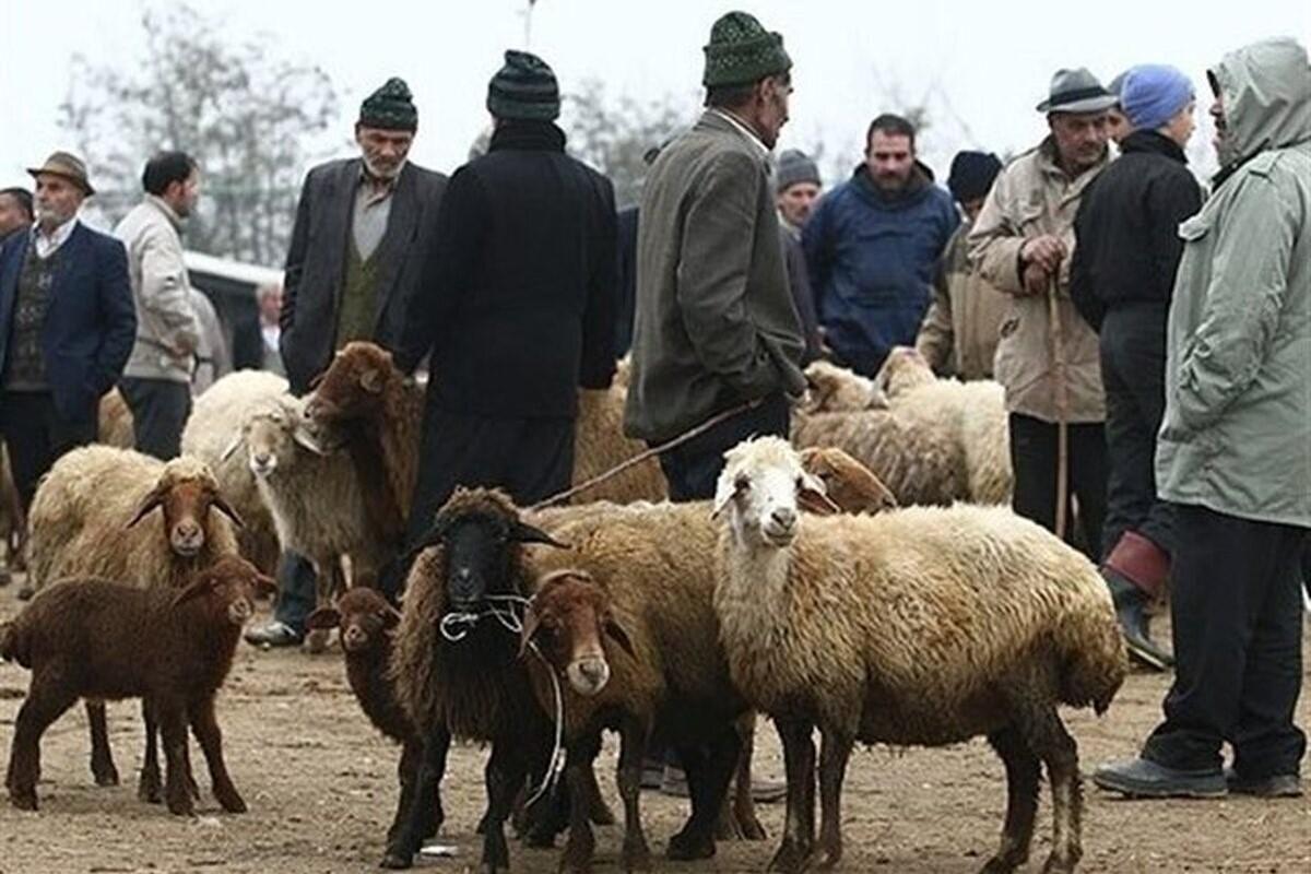 قیمت دام زنده امروز 27 آبان ۱۴۰۳| قیمت کنونی هر کیلو گوسفند زنده چقدر است؟