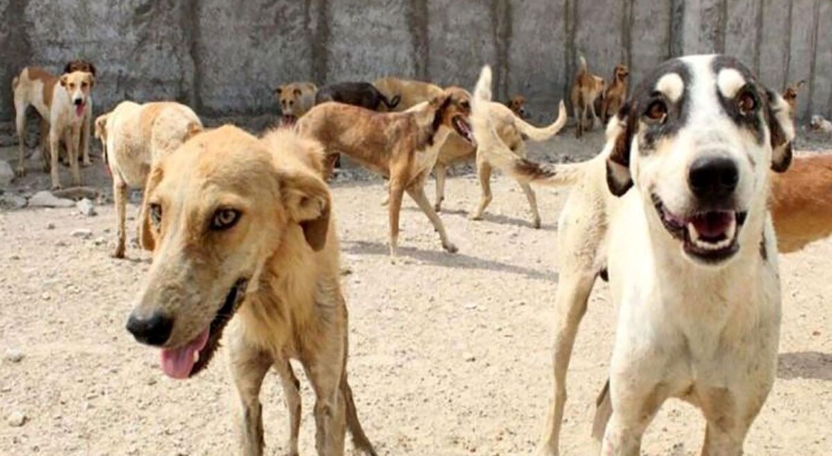 حمله خونین سگ های ولگرد به کودک آبادانی| نجات پسر 8 ساله از زیر چنگال سگها