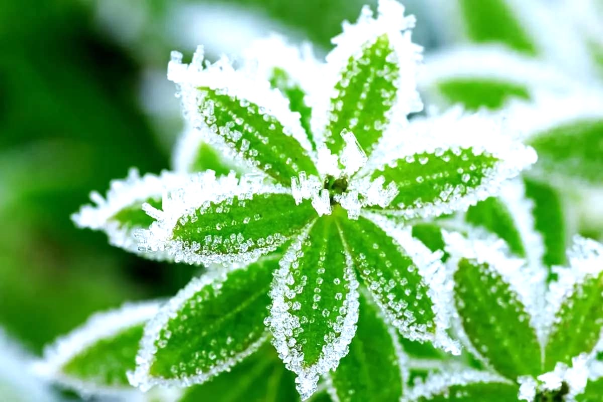 هواشناسی امروز| سرمای کمسابقه در انتظار شمال کشور؛ هشدار سرمازدگی باغات در 13 استان