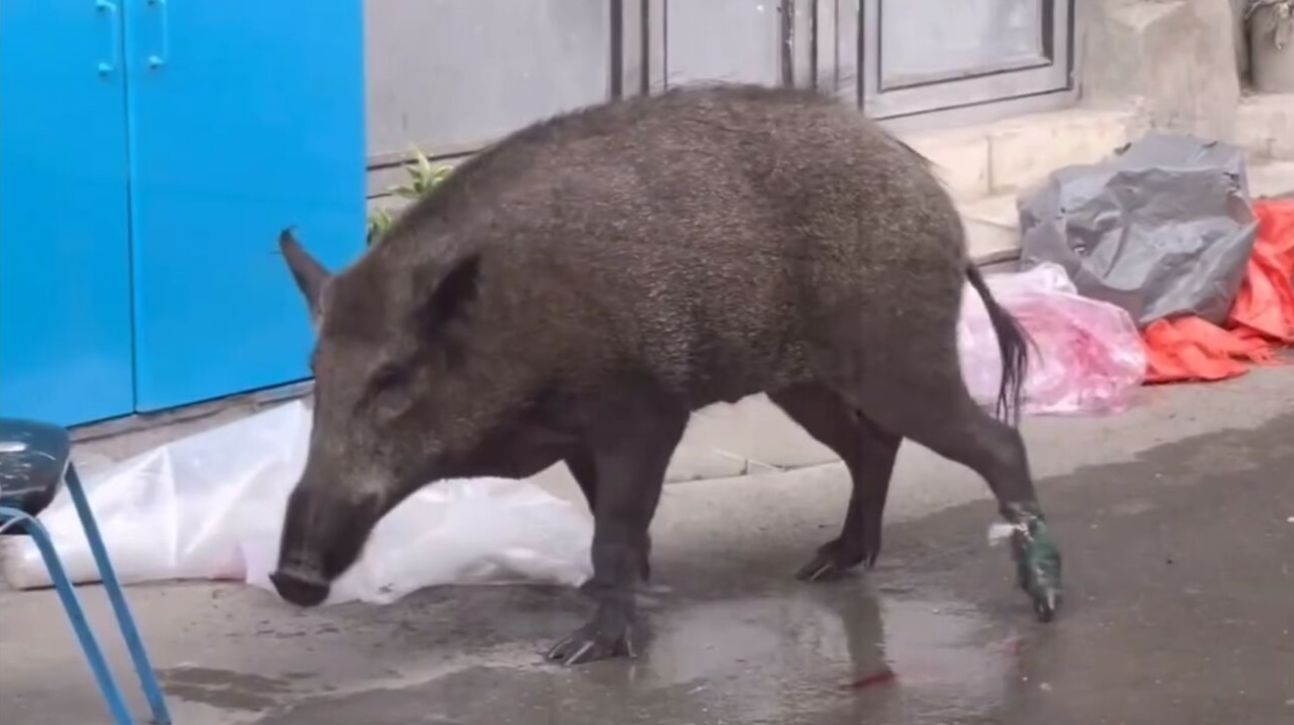 انتقاد فعالان محیط زیست از شیوه نگهداری و آزار گراز سریال پایتخت