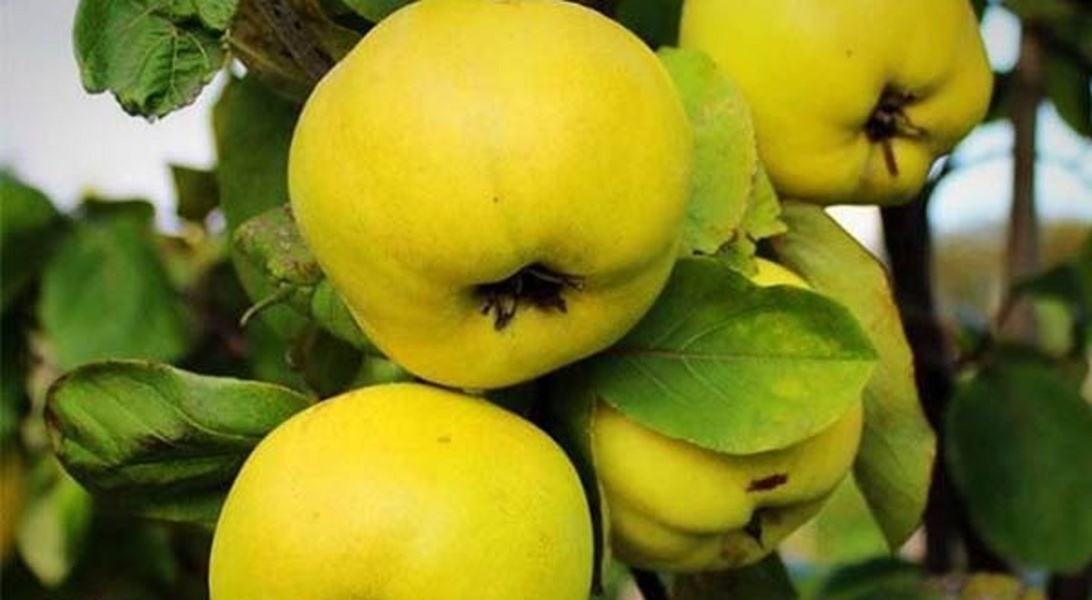 خواص شگفتانگیز میوه «به»؛ درمانی طبیعی برای سلامت بدن