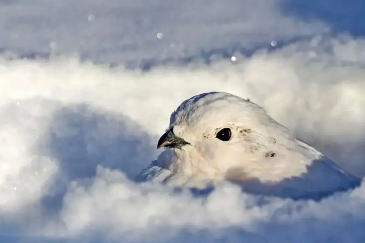 رنگ پوست این حیوانات در زمستان «سفید» می‌شود