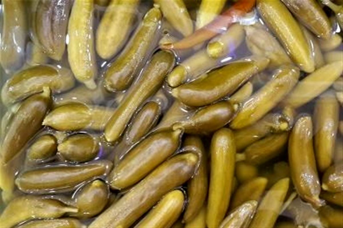 عوارض خطرناک خرید خیار شور فله ای| ابتلا به این سرطان با خوردن خیارشور فله ای