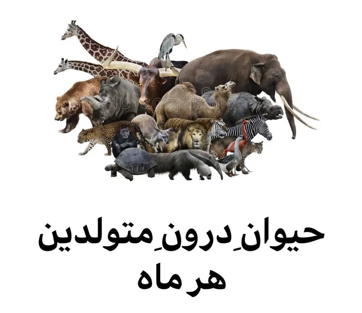 حیوان درون متولدین هر ماه؛ هر ماه چه قدرتی دارند؟ | هر ماه تولد، یک اسطوره با نیرویی آسمانی در روح تو