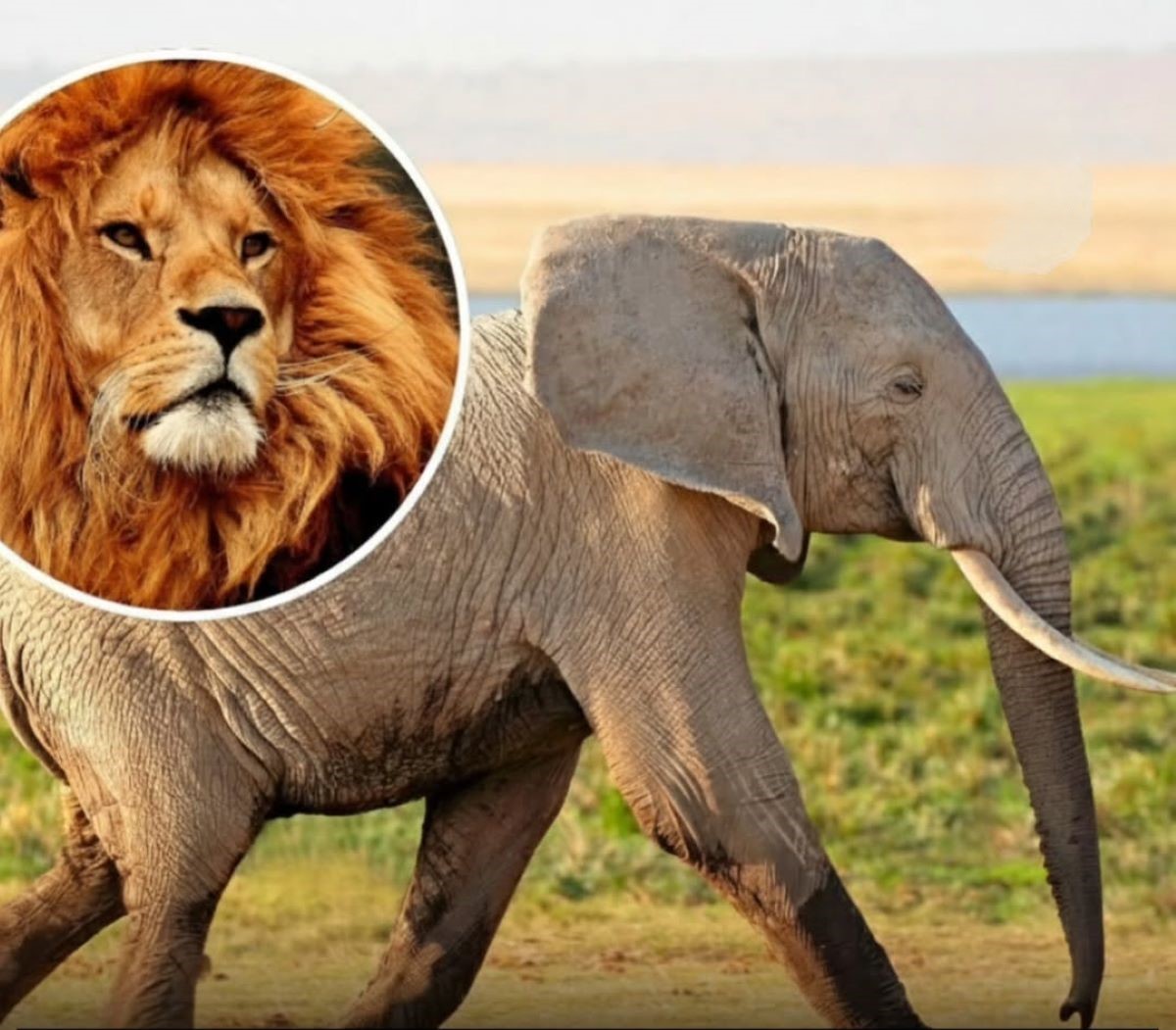 شخصیت شناسی از روی ماه تولد؛ متولد کدام ماه هستی؟ | براساس ماه تولدت شبیه کدام حیوان هستی؟